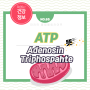 atp 아데노신삼인산 [adenosine triphosphate] 뜻