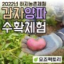 [2022년 6,7월] 요죠팩토리 감자캐기 양파 마늘 수확체험 안내