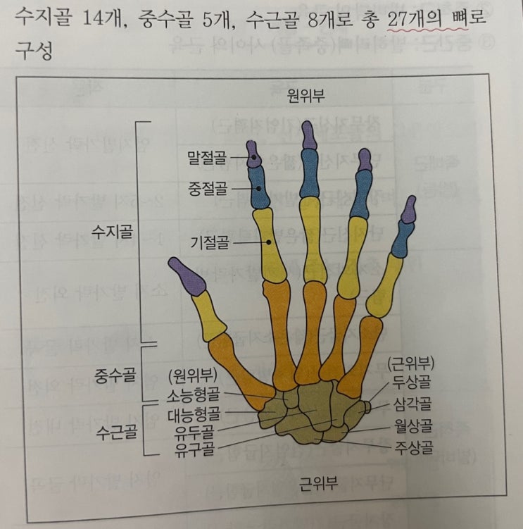 네일아트 필기시험독학 4 - 손발 뼈의 명칭, 손과 발의 근육 / 몸에 달린 손발보면서 외워서 외울만함 : 네이버 블로그