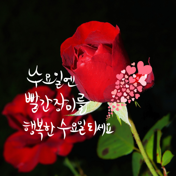 수요일 아침 인사말 짧고좋은글귀 : 네이버 블로그