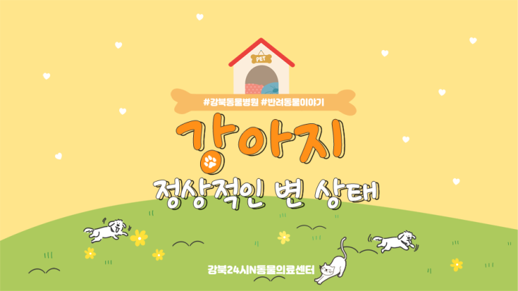 강아지 똥이 하얗다면 무슨 뜻인가요
