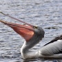 펠리컨(pelican)의 먹이사냥(2)