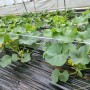 유기농대추토마토를 대체한 유기농메론