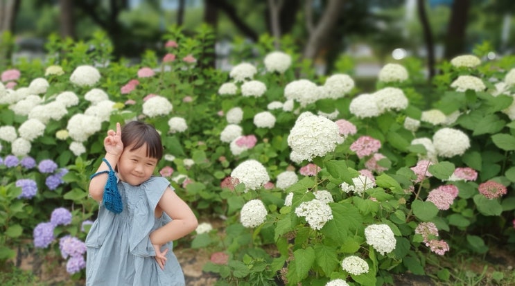 창원 장미공원 (장미에 수국까지 활짝)