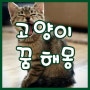 동물 꿈 고양이 편 고양이 꿈 새끼 고양이 꿈 고양이 죽는 꿈