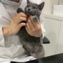 강동구 동물병원 방주동물의료센터 추천 - 고양이 재채기 치료