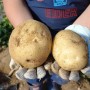 생애 첫 감자수확