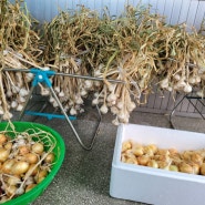 텃밭가꾸기 봄농사 양파수확 마늘수확