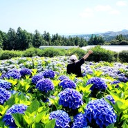 서귀포 석부작박물관 제주숨도 평화로운 수국 정원