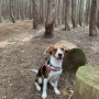 강아지와 함께한 나홀로 제주도여행 : 고이오름 : 편백나무숲 : 제주도강아지동반여행