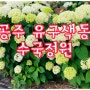 제1회 공주 유구색동수국정원 꽃축제 (수국개화상태)