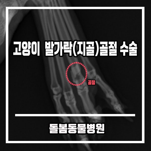고양이 책상에서 떨어졌어요+발가락(지골) 골절 수술 [용인수지 골절전문 돌봄동물병원] : 네이버 블로그