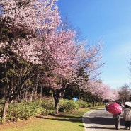 2022년 4월말 삿포로의 벚꽃풍경 1