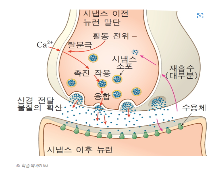 [뇌인지] 올바른 학습방법_기억 메카니즘_기억형성(Engram)_기억 종류 : 네이버 블로그