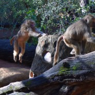 암컷 망토개코원숭이들의 먹이사냥