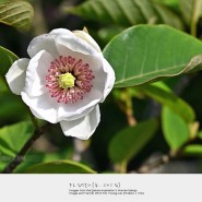 [영실 야생화] 함박꽃나무, 함박꽃, 산목련, 한라산 영실구간, 6월의 꽃