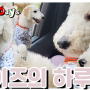 Standard Poodle스탠다드푸들/스탠푸 데이즈의 하루 일기! /카페에서 신나게 놀다온 데이즈!