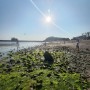 무료 갯벌체험 & 해루질 할 수 있는 태안 어은돌해수욕장 이용 꿀팁