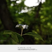 [산수국꽃] 산수국, 오름 둘레길, 6월의 꽃