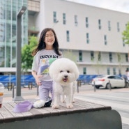 비숑프리제 성격에 따라 특히 이런 분들이 키우면 좋아요