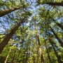 2023세계잼버리 개최지 부안 개암사 전나무숲