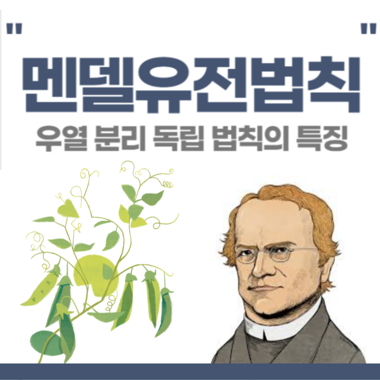 멘델의 유전 법칙 완두콩 실험과정 우열의법칙 분리의법칙 독립의법칙 특징 결과 : 네이버 블로그