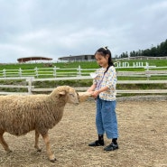 가평양떼목장 : 요즘 감성 너무 좋아