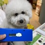 스페인으로 가는 비숑프리제 강아지 밤비 : 반려동물 스페인 데려가기 동물검역 동물운송 서류 준비 절차 비용