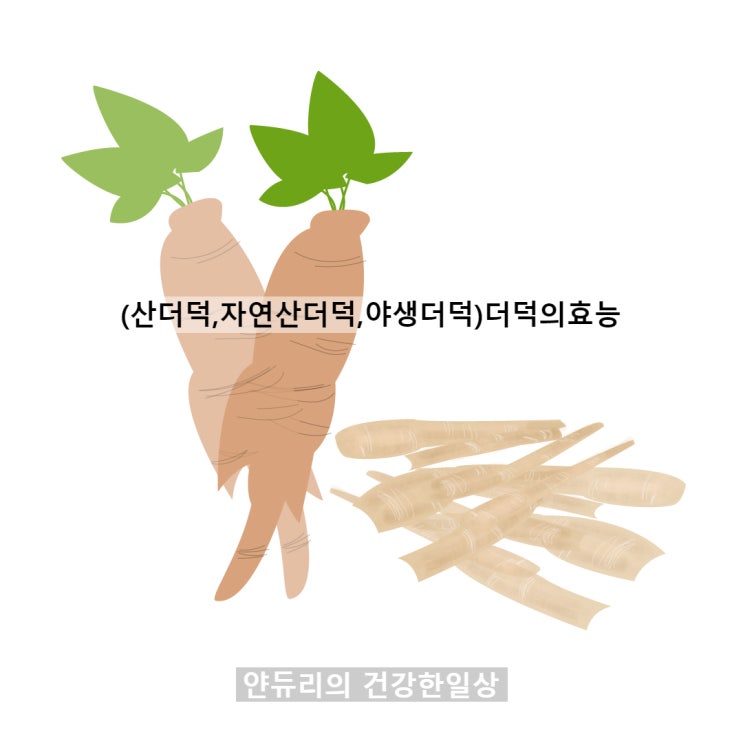 (자연산더덕 ,산더덕,야생더덕 )더덕의효능 -더덕주스 만들어야지 ! : 네이버 블로그