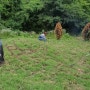 산소 잔디관리에 나무 심기와 묘지 잔디 풀 뽑기 예초작업