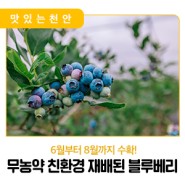 ✈️ [천안시민리포터] 무농약 친환경 재배된 블루베리 천안에서 수확시작