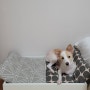 이케아 루르비그 강아지 침대, 화이트 침대 구입.