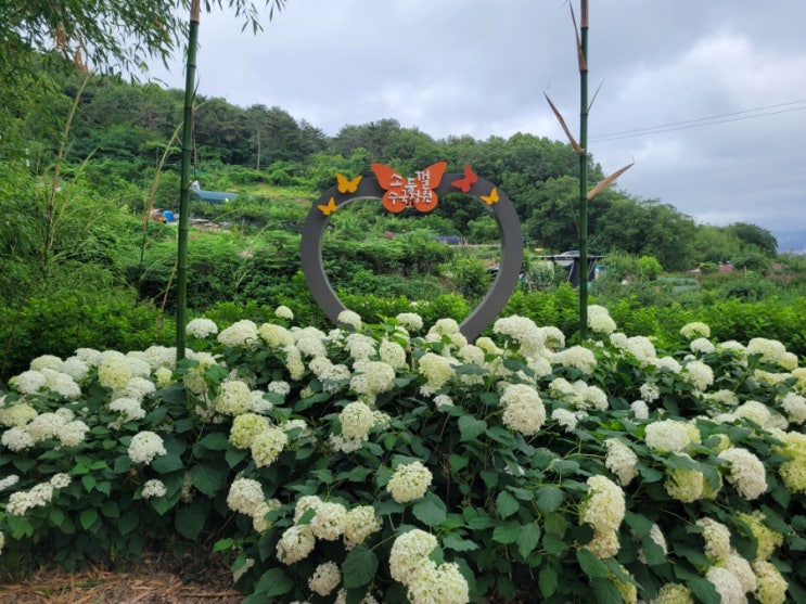 김해 가볼만한 곳 수안마을 소등껄 수국 정원