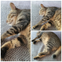 우리집 가족 동물인 고양이(반려묘) ‘동아’의 여름날 사진 몇 장 올려봅니다.