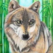 멸종위기동물-늑대