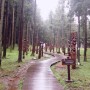 제주도 비올때 가볼만한곳 모음 (숲길, 휴양림 산책, 미술관 )