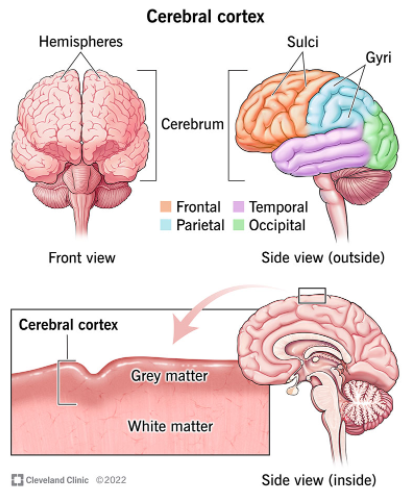 신피질(Neocortex)과 대뇌피질(Cerebral cortex)의 차이 : 네이버 블로그