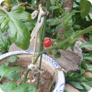 방울토마토모종 사다가 방울 토마토 키우기