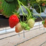 하동 옥종면 - 딸기농장 토마토 농장 방문기