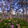부산 해운대 - 동백섬 수국(水菊)