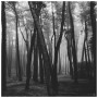 안개낀 숲 - Misty Forest