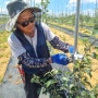 사과재배 미얀마 자근묘 수형잡기 #가지유인 작업을 하고 있습니다