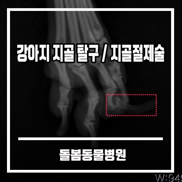 강아지 발가락 지골탈구,지골절제술 / 강아지가 뒷다리를 불편해해요 [화성병점 수술전문 돌봄동물병원] : 네이버 블로그