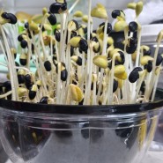 콩나물 키트로 유기농 콩나물 간편하게 키우기