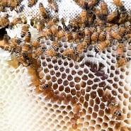 7월의 양봉관리 꿀벌 인공분봉