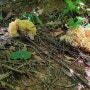 자연산 꽃송이버섯 2차 산행