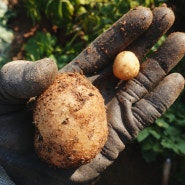 아인이네 텃밭/ 6월의 텃밭/ 방울 토마토 키우기/ 옥수수 키우기/ 감자 수확