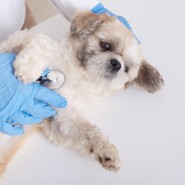 강아지 한방병원 디스크 침치료 가능한 곳은?