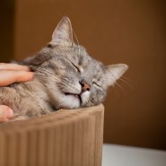 고양이 묽은변 설사 유산균으로 해결될까?