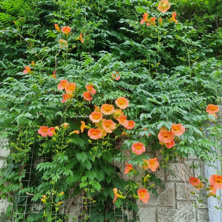 능소화 키우기 묘목, 꽃말, 꽃가루에 대한 오해 : 네이버 …